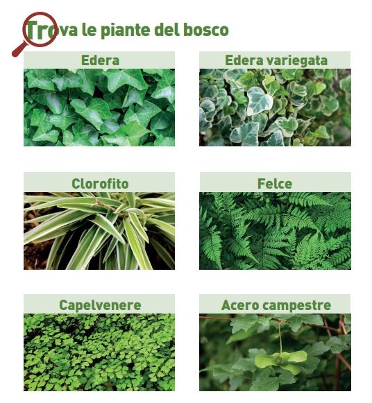 Trova le piante del bosco 