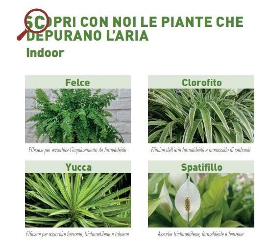SCOPRI CON NOI LE PIANTE CHE DEPURANO L’ARIA – Indoor 