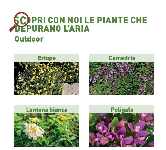 SCOPRI CON NOI LE PIANTE CHE DEPURANO L’ARIA – Outdoor 